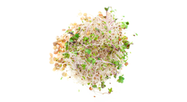 sprouts